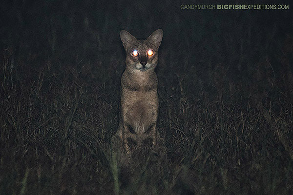 Jungle Cat on Leopard Sri Lanka Safari