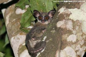 Bushbaby or Galago in Kibale Forest