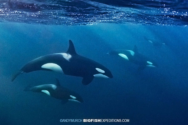 Four killer whales diving near the surface in Norway
