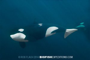 Curious orca diving in Norway