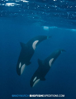 Killer Whales in Norway Diving