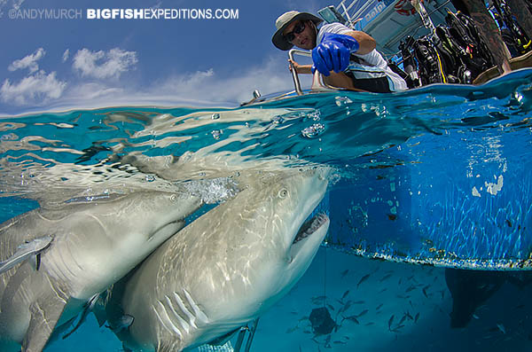 shark wrangler leading sharks towards the photographer at Tiger Beach