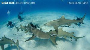 Lemon Sharks Tiger Beach