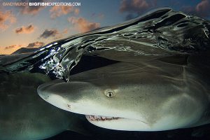 Lemon Shark over under at Tiger Beach
