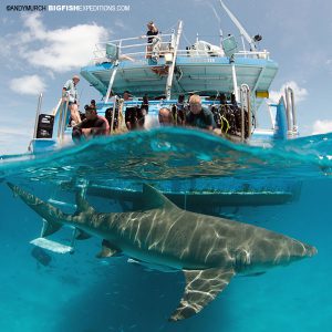 photographing tiger sharks and lemon sharks at Tiger Beach