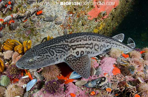 Leopard Catshark