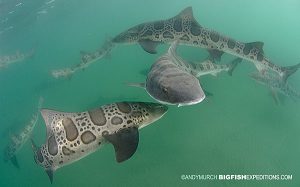 Leopard Sharks San Diego
