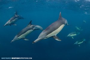 Long Beaked Common Dolphin