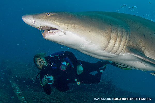 diver making eye contact with a shark to avoid an attack