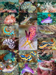 nudibranch diving in the Philippines