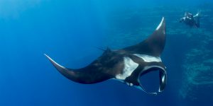 Manta Ray Diving in Socorro