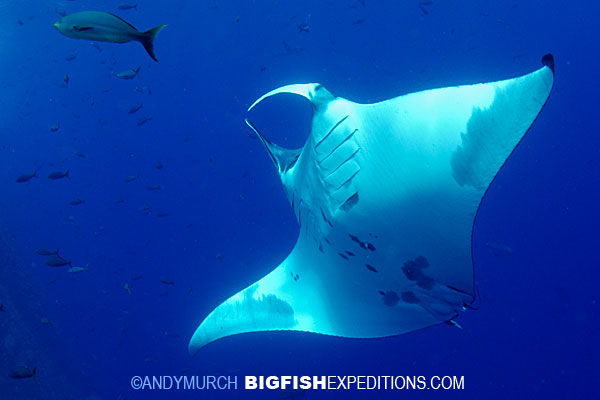 Manta Ray at Socorro Island