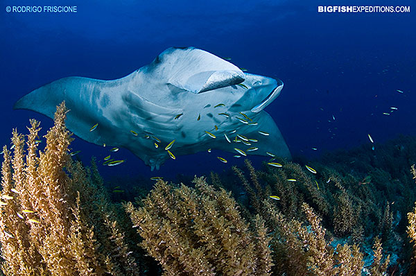 Manta Valley over reef