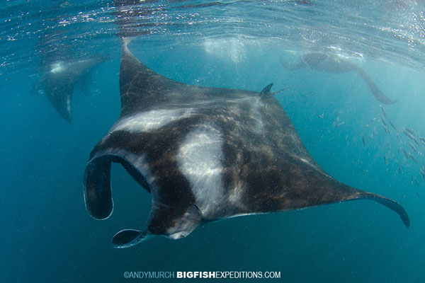 A group of mantas on the Sailfish Expedition near Isla Contoy
