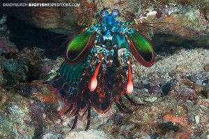 Mantis Shrimp diving in Malapscua