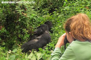 Gorilla trekking in Bwindi, Uganda