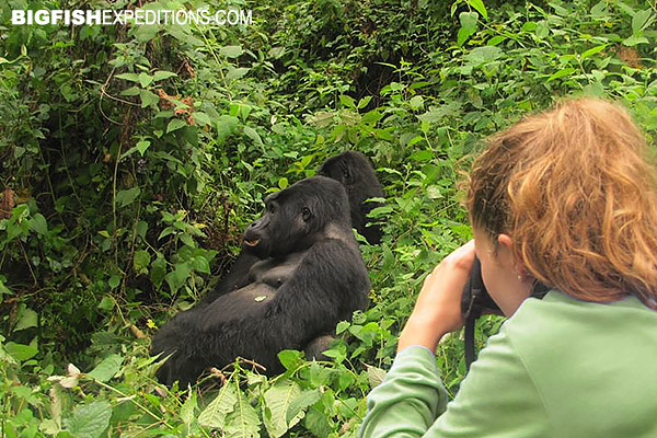 Gorilla trekking in Bwindi, Uganda