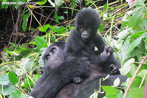 Baby mountain gorilla adventure