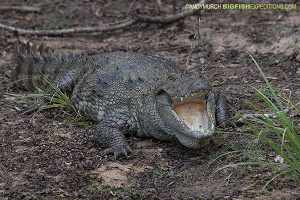 Mugger Crocodile Sri Lanka Safari