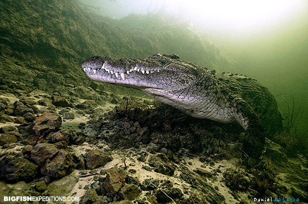 Nile Crocodile Diving Okavango