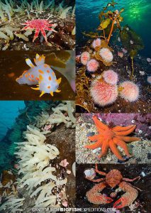 Marine life of Norway. Scuba Diving.