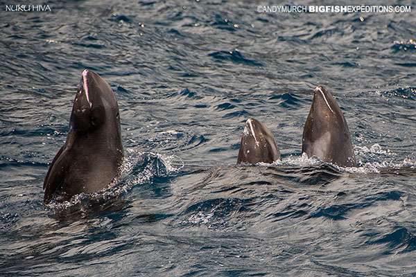 Spy hopping melonheaded whales