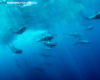 melonheaded whales in Nuku Hiva