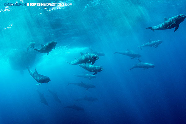 melonheaded whales in Nuku Hiva