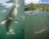 blacktip sharks in Nuku Hiva
