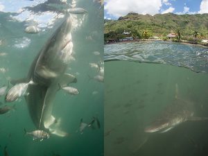 blacktip sharks in Nuku Hiva