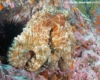 Day Octopus in Nuku Hiva