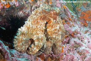 Day Octopus in Nuku Hiva