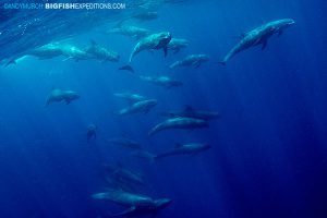 melonheaded whales in Nuku Hiva