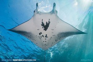 reef manta ray Manta alfredi