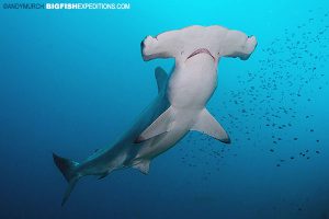 scalloped hammerhead in Nuku Hiva