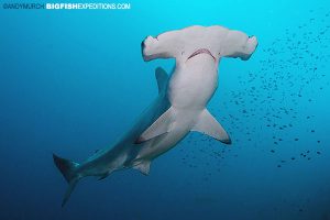 scalloped hammerhead in Nuku Hiva