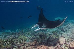 Reef manta ray nuku hiva