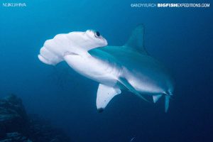 Scalloped hammerhead diving in Nuku Hiva, French Polynesia.