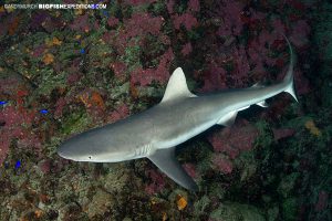 blacktip shark nuku hiva