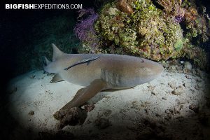 Nusrse shark snoot photography