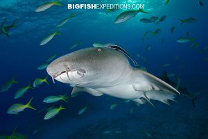 Nurse shark tiger beach