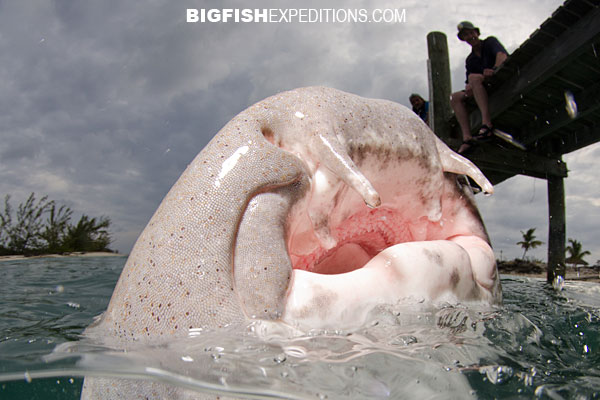 Giant nurse shark over/under split photo at Hawksnest Marina on Cat Island