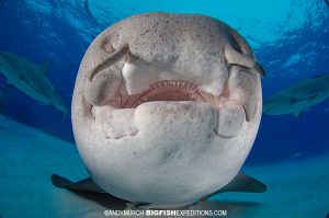 Nurse shark diving tiger beach