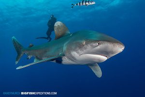 Diver with an oceanic whitetip shark