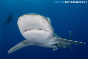 Oceanic whitetip shark diving