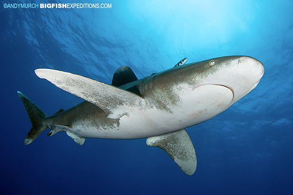 A beautiful oceanic whitetip shark