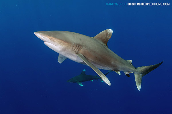 Oceanic whitetip sharks at Cat Island in the Bahamas