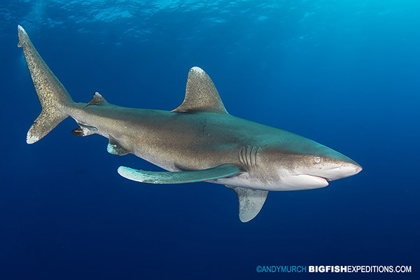 Oceanic whitetip diving