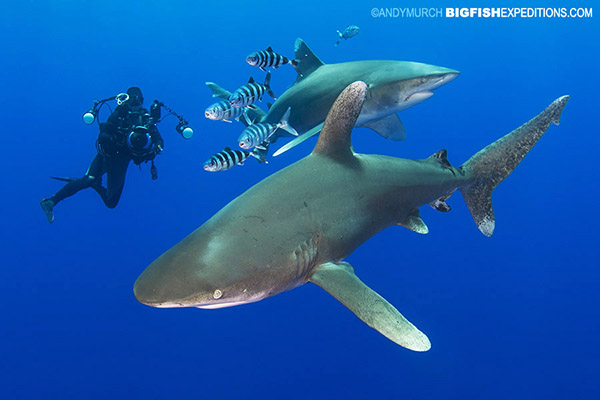 Diving with multiple oceanic whitetip sharks.