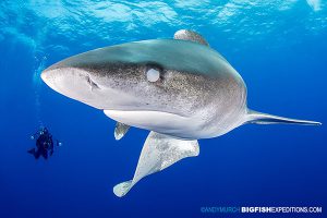 Close encounter with an oceanic whitetip shark in the Bahamas